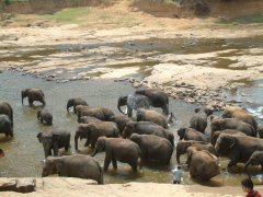 01-Elephant bathing in the river
